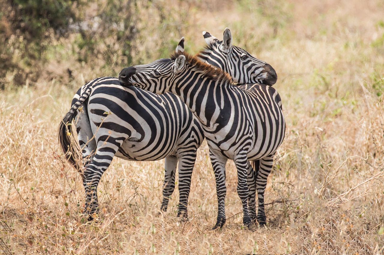 4-Day Wildebeest Calving